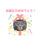 くっちゃねシティの夏（個別スタンプ：15）