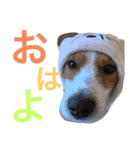 レオパン1（個別スタンプ：11）