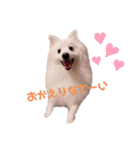 日本スピッツ☆ぱるたん②☆（個別スタンプ：2）