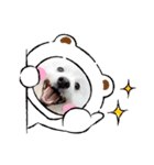 日本スピッツ☆ぱるたん②☆（個別スタンプ：3）