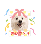 日本スピッツ☆ぱるたん②☆（個別スタンプ：7）