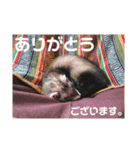 イタチのアドさん（個別スタンプ：3）