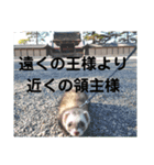 イタチのアドさん（個別スタンプ：6）