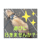 イタチのアドさん（個別スタンプ：11）