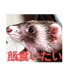 イタチのアドさん（個別スタンプ：12）