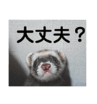 イタチのアドさん（個別スタンプ：13）