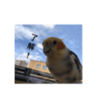オカメインコの愉快な仲間達（個別スタンプ：1）