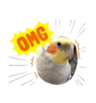 オカメインコの愉快な仲間達（個別スタンプ：2）
