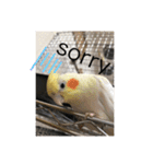 オカメインコの愉快な仲間達（個別スタンプ：3）