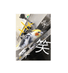 オカメインコの愉快な仲間達（個別スタンプ：4）