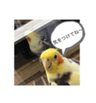 オカメインコの愉快な仲間達（個別スタンプ：5）