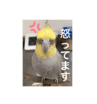 オカメインコの愉快な仲間達（個別スタンプ：6）