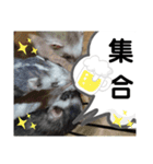 イタチのアドさん2（個別スタンプ：1）