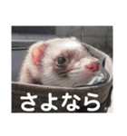イタチのアドさん2（個別スタンプ：3）