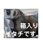 イタチのアドさん2（個別スタンプ：9）