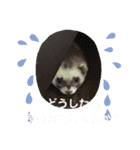 イタチのアドさん2（個別スタンプ：11）