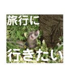 イタチのアドさん2（個別スタンプ：12）