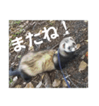 イタチのアドさん2（個別スタンプ：16）