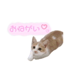 うちのアルムとシルク（個別スタンプ：3）