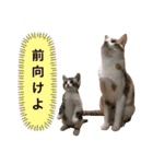 うちのアルムとシルク（個別スタンプ：13）