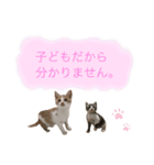 うちのアルムとシルク（個別スタンプ：14）
