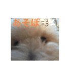 とろんくん（個別スタンプ：11）