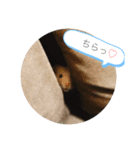きんくまふくちゃん（個別スタンプ：1）