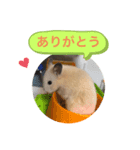 きんくまふくちゃん（個別スタンプ：5）