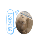 きんくまふくちゃん（個別スタンプ：6）