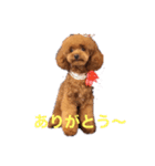 マリーズスタンプ（個別スタンプ：8）