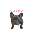フレンチブルドッグ トム（個別スタンプ：2）