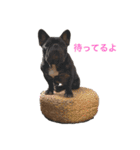 フレンチブルドッグ トム（個別スタンプ：5）