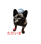 フレンチブルドッグ トム（個別スタンプ：7）
