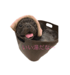 フレンチブルドッグ トム（個別スタンプ：18）
