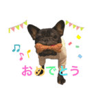 フレンチブルドッグ トム（個別スタンプ：22）