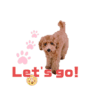 ★モコのスタンプ★（個別スタンプ：9）