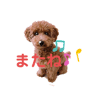 ★モコのスタンプ★（個別スタンプ：24）
