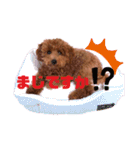 ★モコのスタンプ★（個別スタンプ：40）
