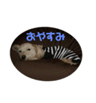 プードル×テリアのシフォンちゃん！（個別スタンプ：19）