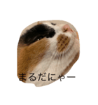 まるのスタンプにゃん2（個別スタンプ：2）