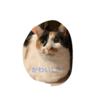 まるのスタンプにゃん2（個別スタンプ：3）