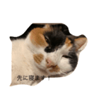 まるのスタンプにゃん2（個別スタンプ：4）