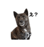 甲斐犬の魁 2（個別スタンプ：1）