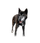 甲斐犬の魁 2（個別スタンプ：3）