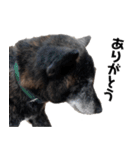 甲斐犬の魁 2（個別スタンプ：4）