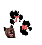 甲斐犬の魁 2（個別スタンプ：6）