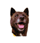 甲斐犬の魁 2（個別スタンプ：9）