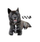 甲斐犬の魁 2（個別スタンプ：11）