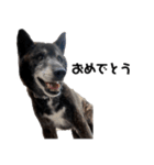 甲斐犬の魁 2（個別スタンプ：13）