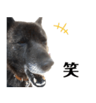 甲斐犬の魁 2（個別スタンプ：19）